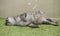 Beautiful gray sleeping cat in blurry green background