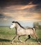 Beautiful gray stallion horse running on the loose over pasture background