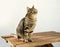 beautiful Gray striped cat whiskas color sits on wooden table in sunny garden, looks around, concept cat\\\'s house