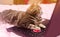 Beautiful gray tabby cat with a laptop with a heart. Funny pet. Pink background. Valentine`s Day and love. Selective focus