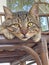 Beautiful gray tabby cat lies on wicker sofa outside, on cardboard. Sad cat, sadness, longing, despondency. Street cat sleeps,