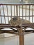 Beautiful gray tabby cat lies on wicker sofa outside, on cardboard. Sad cat, sadness, longing, despondency. Street cat sleeps,