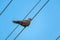 Beautiful gray turtledove standing on the wire from the pole.Bird