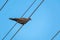 Beautiful gray turtledove standing on the wire from the pole.Bird