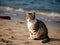 A beautiful gray and white cat sits on a sandy beach on the seashore on a summer sunny day. Holiday concept with animals.