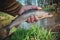 Beautiful grayling caught while fly fishing