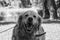 Beautiful grayscale portrait of a happy golden retriever in the park