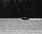 Beautiful grayscale view of a boat floating on a lake