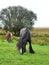 Beautiful grazing black horse in Ireland