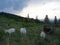 Beautiful grazing flock of goats in a meadow in the mountains