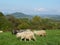 Beautiful grazing flock of sheep at sunset