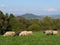 Beautiful grazing flock of sheep at sunset