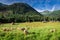 Beautiful grazing herd of sheep at dawn, Tatra Mountains