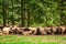 Beautiful grazing herd of sheep in Tatra Mountains