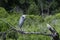 Beautiful Great Blue Heron on dead tree branch