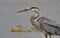 Beautiful Great Blue Heron at Port Aransas Nature Preserve