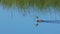 Beautiful Great crested grebe bird Podiceps cristatus floating in a blue lake water