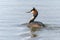 Beautiful Great crested grebe Podiceps cristatus Colorful water bird. Reflection of the animal.