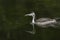 A beautiful Great crested Grebe, Podiceps cristatus, swimming on a river. It has been diving under the water catching fish.