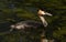 A beautiful Great crested Grebe, Podiceps cristatus, swimming on a river. it has been diving under the water to catch fish