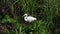 Beautiful Great Egret, Ardea alba, or Great White Heron leaves the water in a natural wild setting at the Port Aransas Nature