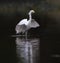Beautiful great egret reflects itself on the pond`s surface
