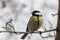 Beautiful great Parus major on the branch. Pretty winter bokeh.