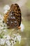 Beautiful Great Spangled Fritillary Butterfly - Speyeria cybele - on White Crownbeard Wildflower