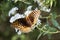 Beautiful Great Spangled Fritillary Butterfly - Speyeria cybele - on White Crownbeard Wildflower