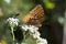 Beautiful Great Spangled Fritillary Butterfly - Speyeria cybele - on White Crownbeard Wildflower