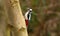 Beautiful Great Spotted Woodpecker Dendrocopos major