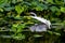 A Beautiful Great White Egret Landing on Water with Reflection