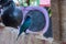 Beautiful Greater blue-eared starling bird, Ethiopia