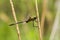 A beautiful greater dragonfly sitting on a grass.