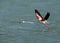 Beautiful Greater Flamingo raising its colorful wings to fly