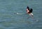 Beautiful Greater Flamingo raising its wiings to fly