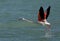 Beautiful Greater Flamingo raising its wings to fly at Bahrain water