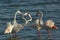 Beautiful Greater Flamingos courtship display, Bahrain