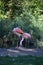 Beautiful Greater flamingos in the zoo