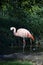 Beautiful Greater flamingos in the zoo