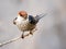 Beautiful greater striped swallow