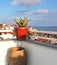 Beautiful Greek terrace with flowers