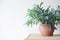 Beautiful green air purifying plant in a terracotta pot on a white background