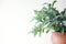 Beautiful green air purifying plant in a terracotta pot on a white background