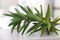 Beautiful green Aloe plant lies on a bright countertop