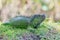 Beautiful green American iguana on the grass in mini zoo in Miri town.