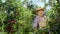 In a beautiful green apple orchard attractive farmer man collecting some fresh apple from the tree he enjoying the time