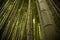 Beautiful, green Arashiyama bamboo forest in Kyoto, Japan