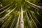 Beautiful, green Arashiyama bamboo forest in Kyoto, Japan