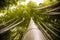 Beautiful, green Arashiyama bamboo forest in Kyoto, Japan